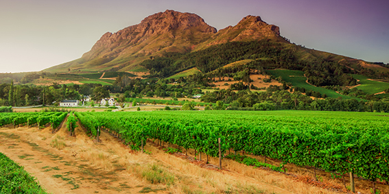 Weinbau Südafrika Stellenbosch