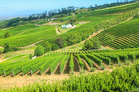 Weinbau Südafrika Constantia