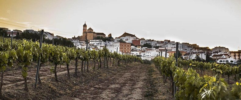 Weißwein Weinberge Spanien