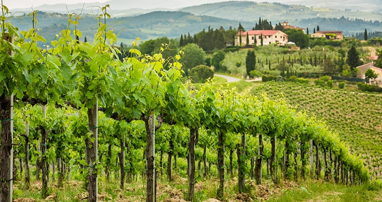 Italien Weingebiet Toskana
