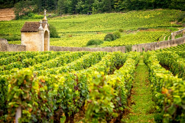 Frankreich Burgund Wein