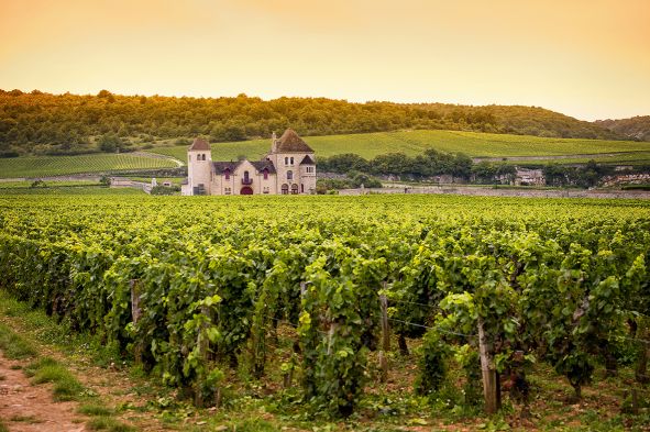 Wein Frankreich Burgund