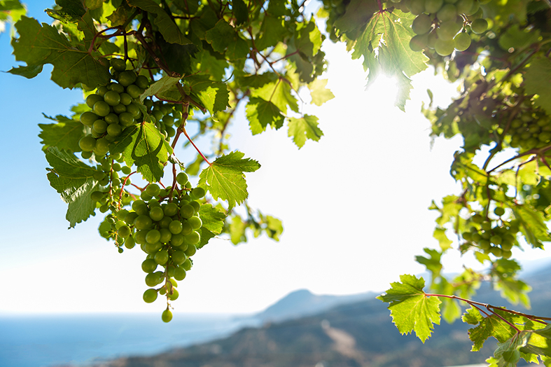 Weintrauben Griechenland