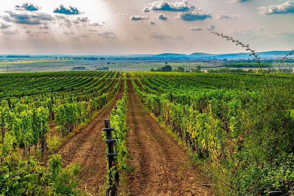 Weinregion Ungarn