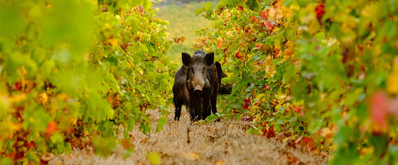 Wildschwein inmitten von Weinreben