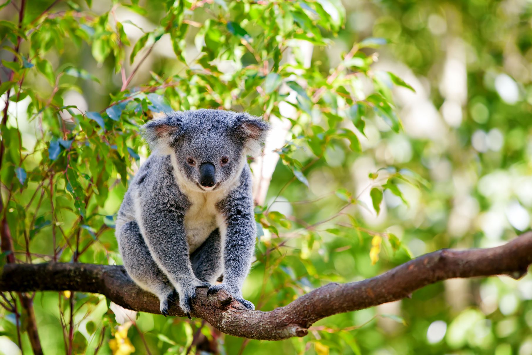 Australien Wein Koala