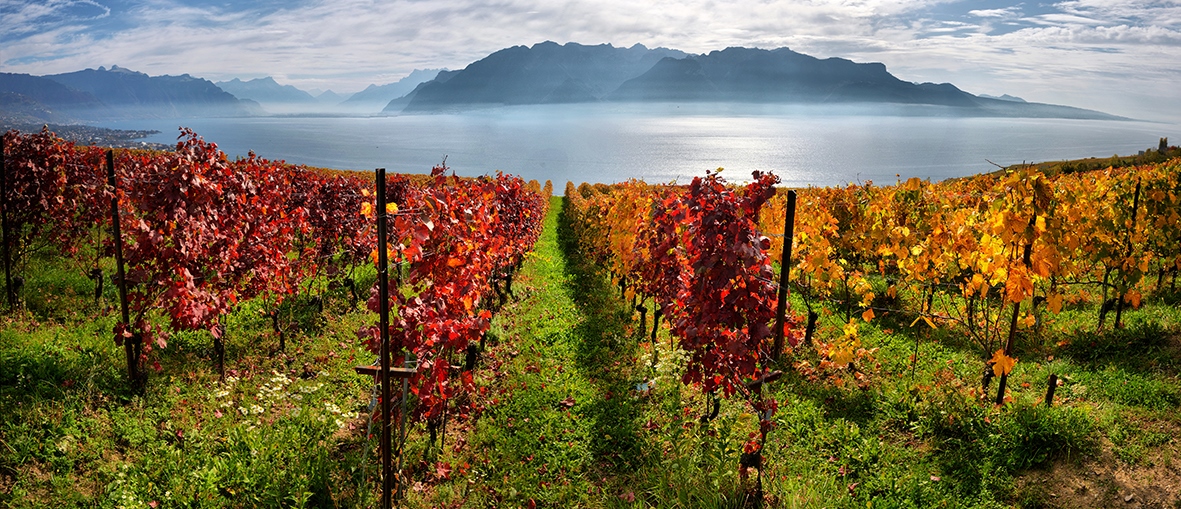 Wein Schweiz Lavaux
